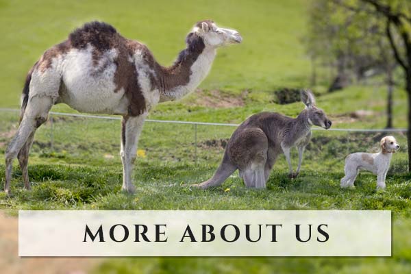 About Us About Happy Tail Pets