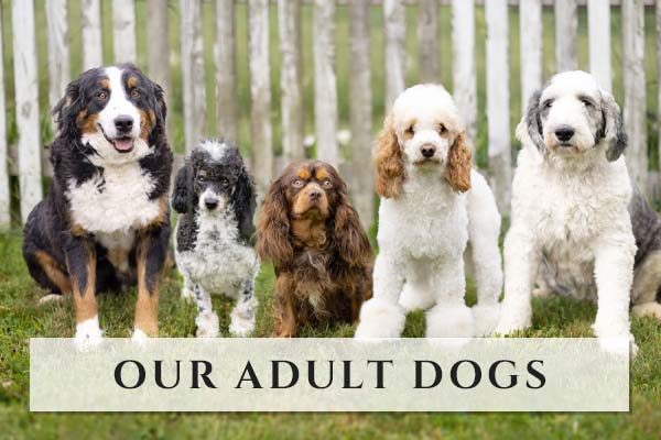 Our Adults Our Adults at Happy Tail Pets