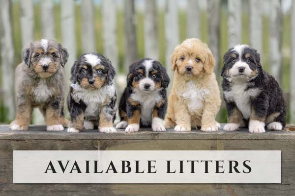 Available Litters Available Litters at Happy Tail Pets
