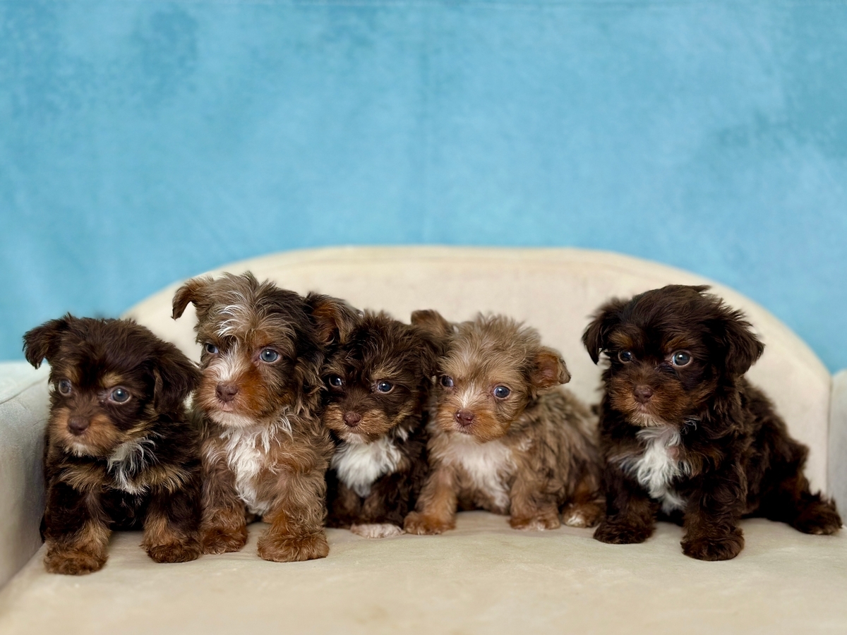 Yorkiepoo Breeder Yorkiepoo Puppy