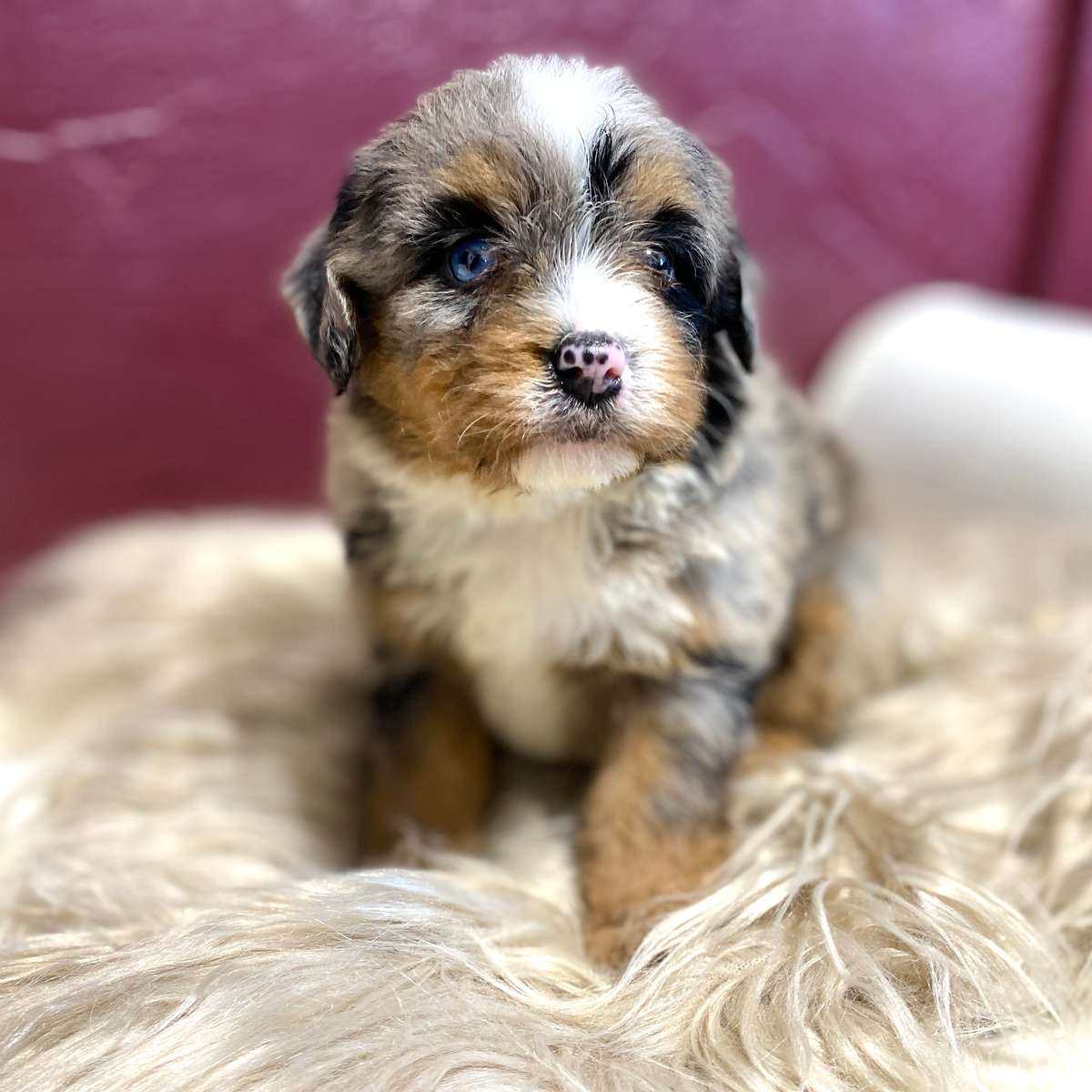 mini Bernedoodle mini Bernedoodle