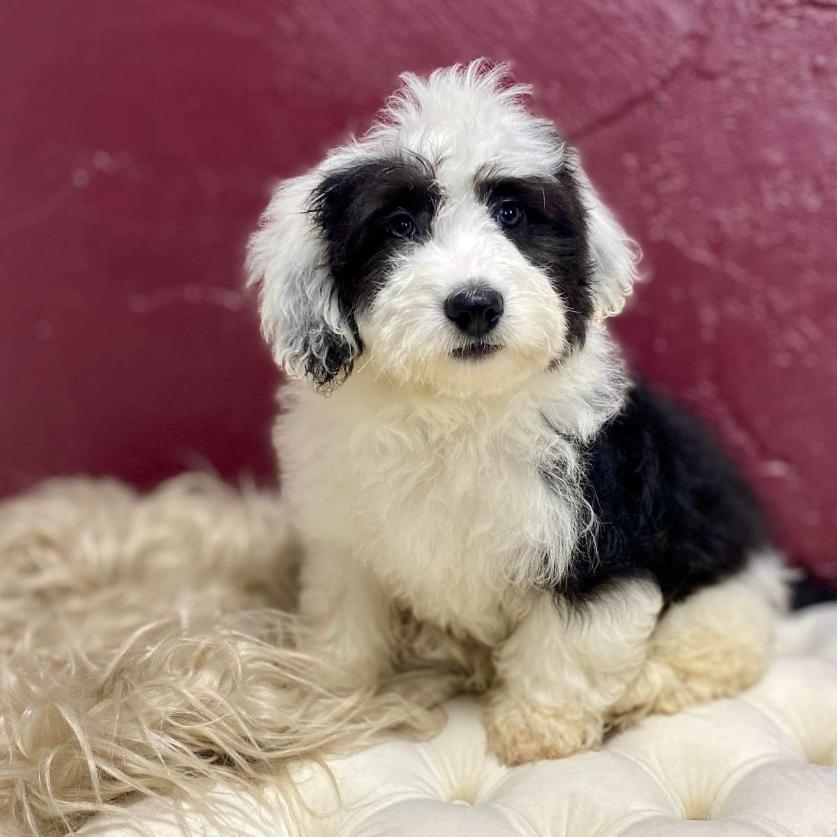 mini Sheepadoodle mini sheepadoodle